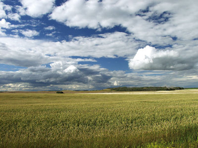 Green wheatfield