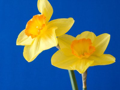 Daffodils on blue