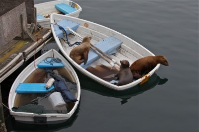 Seals on a boat