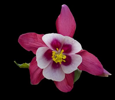 allan_gardens_toronto
