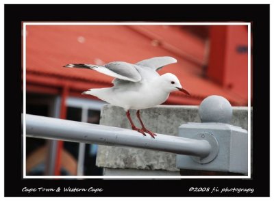 DSC_0130b.jpg