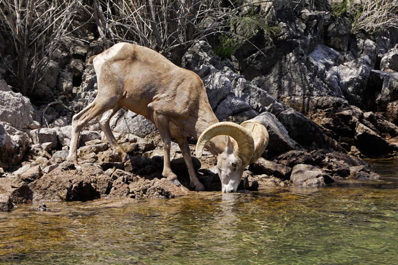 Bighorn Sheep