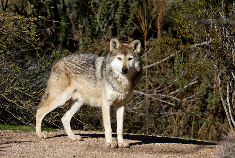 Mexican Gray Wolf captive.jpg