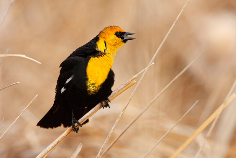 Yellow-headed Blackbird.jpg
