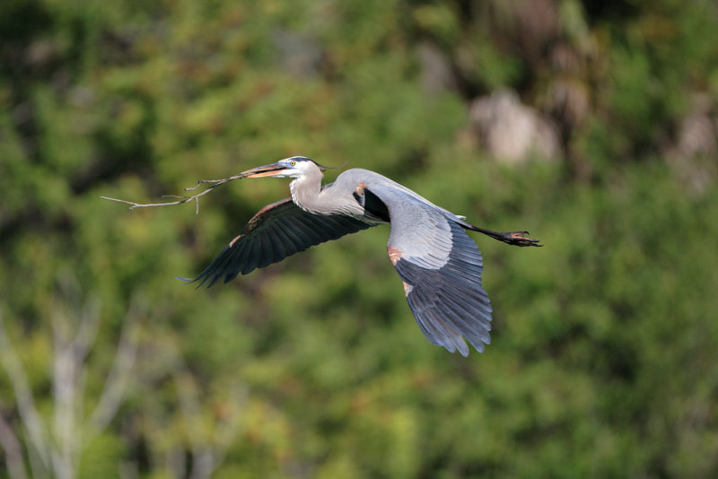 Great Blue Heron.jpg