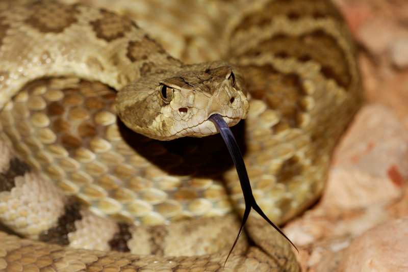 Mojave Rattlesnake 2.jpg