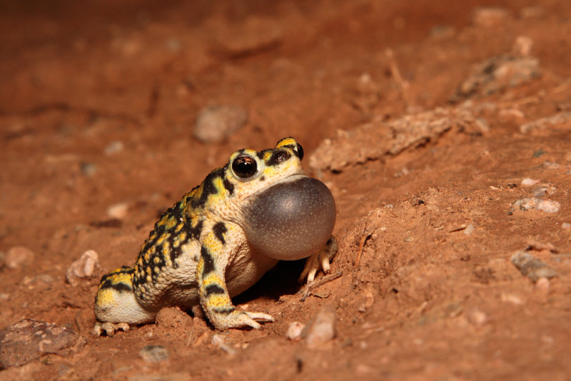 Sonoran Green Toad.jpg