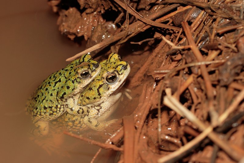 Western Green Toad.jpg