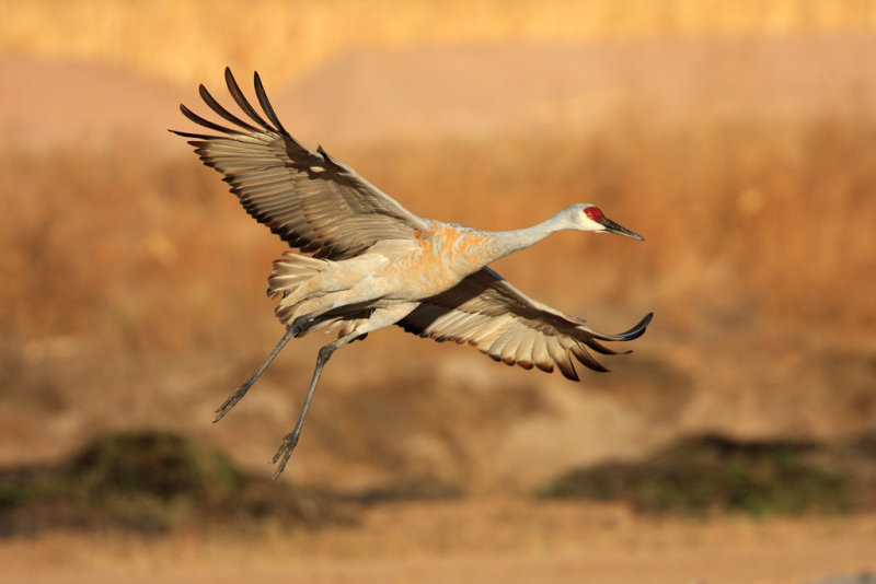 Sandhill Crane