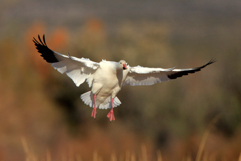 Snow Goose