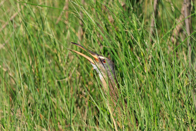 Clapper Rail.jpg
