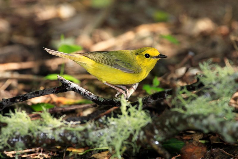 Hooded warbler female.jpg