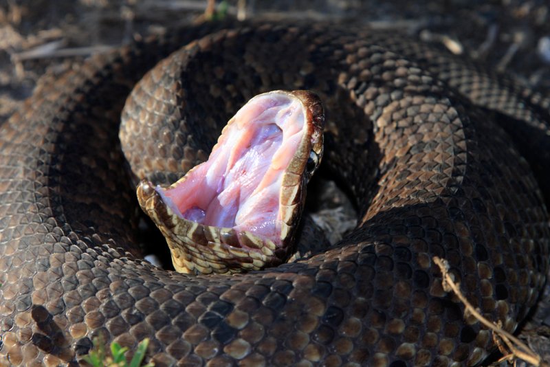 Water Moccasin.jpg