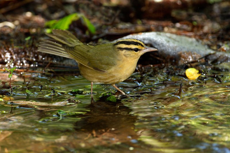worm-eating warbler.jpg