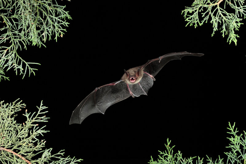 Cave Myotis.jpg