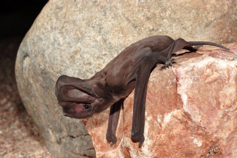 Greater Mastiff Bat 2.jpg
