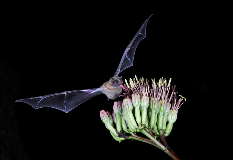 Lesser Long-nosed Bat 2.jpg