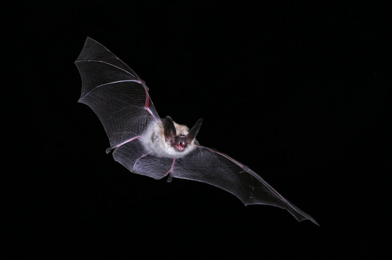 Long-eared Myotis 2.jpg