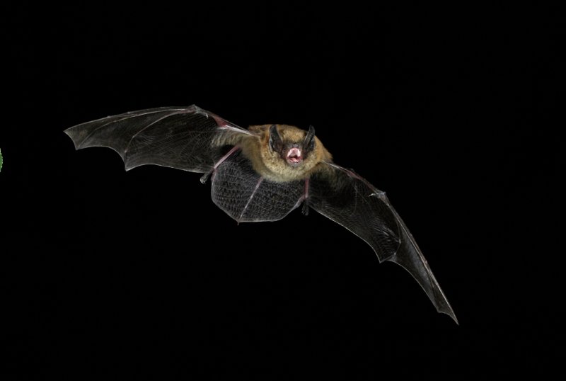 Long-legged Myotis.jpg