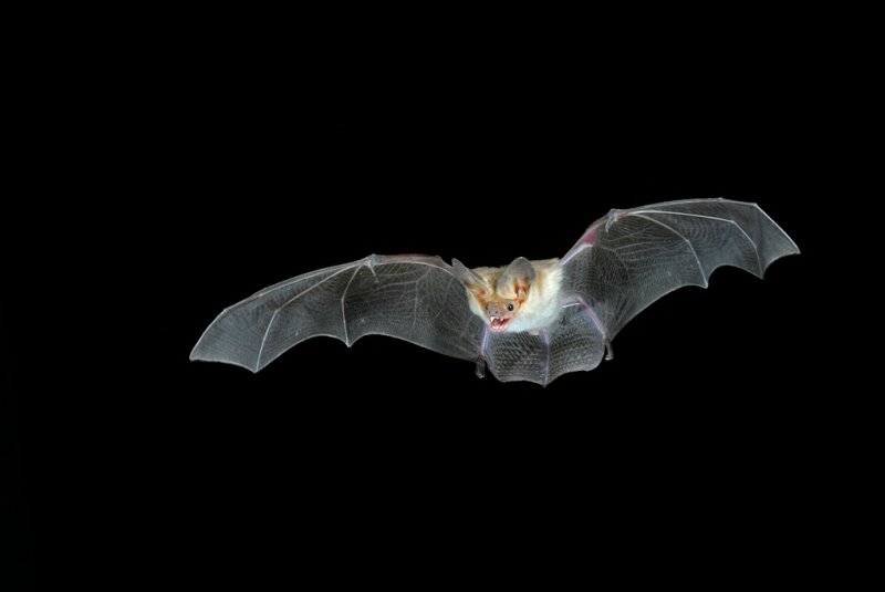 Pallid Bat 2.jpg