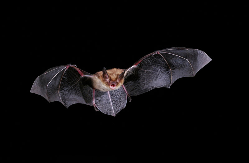 Southwestern Myotis 2.jpg