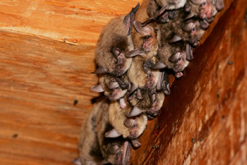 Yuma Myotis 2.jpg