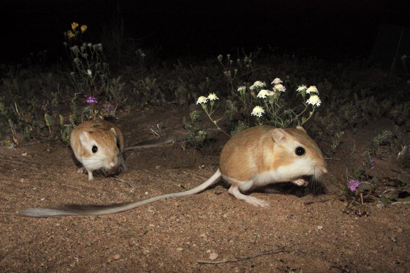 Desert Kangaroo Rats