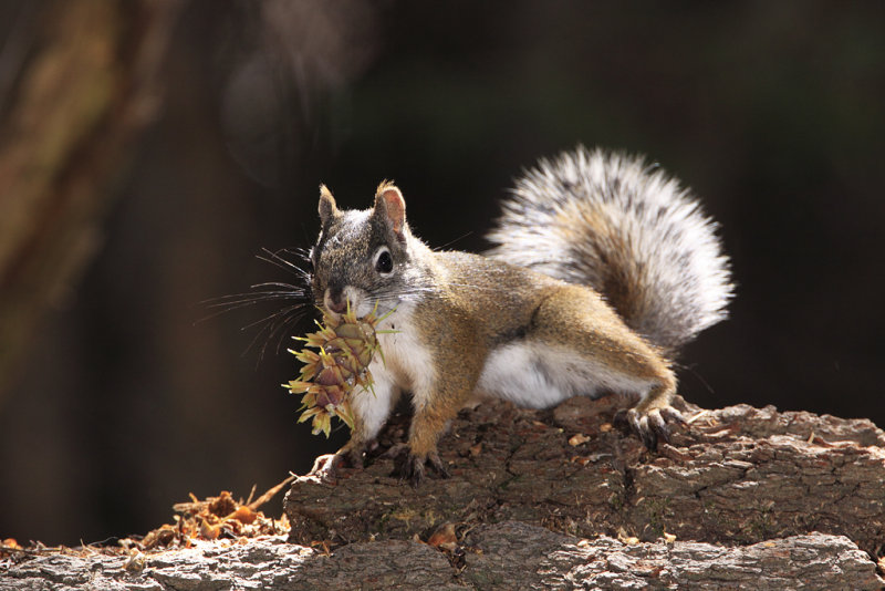 Mount Graham Red Squirrel