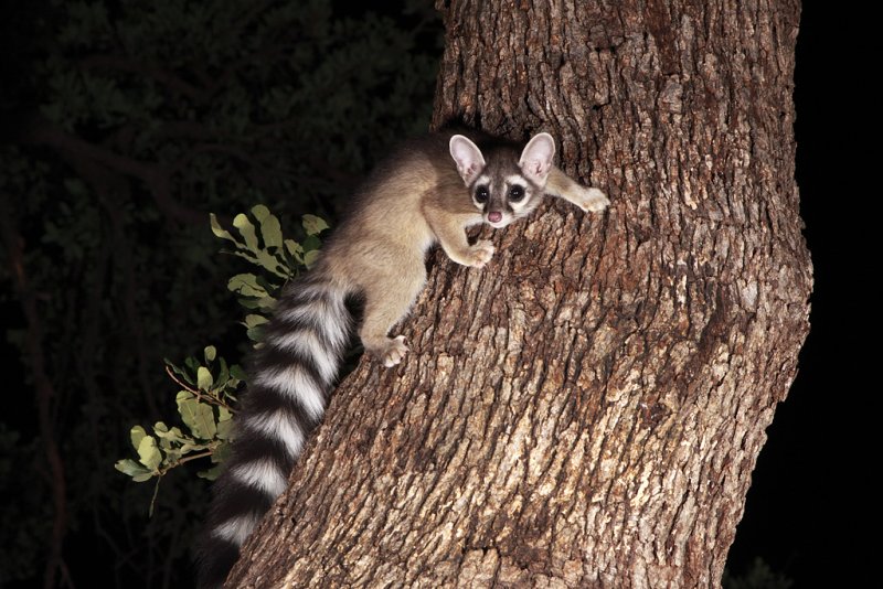 Ringtail cat