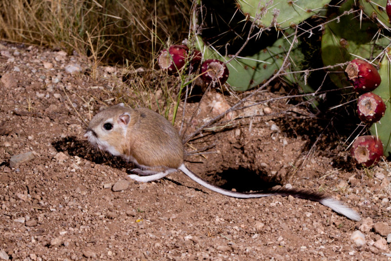 Banner-tailed kangaroo rat1.JPG