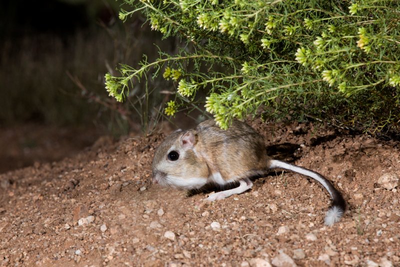 Banner-tailed kangaroo rat 21.JPG