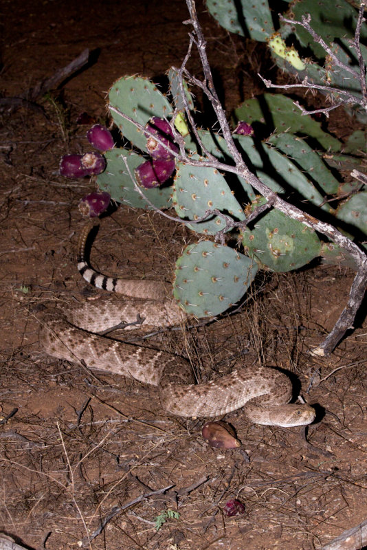 Western Diamondback rattlesnake 2 1.JPG
