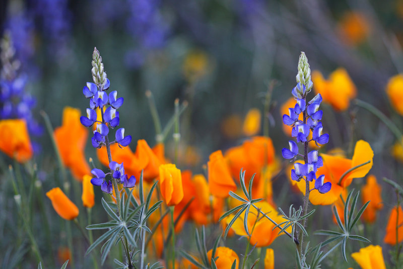 Lupine and California Poppies