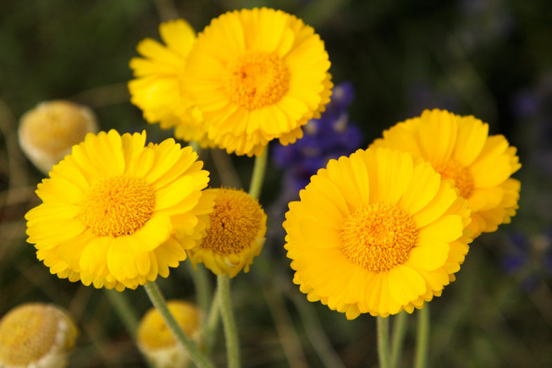 Desert Marigold