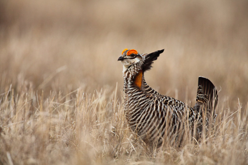 Greater Prairie-chicken