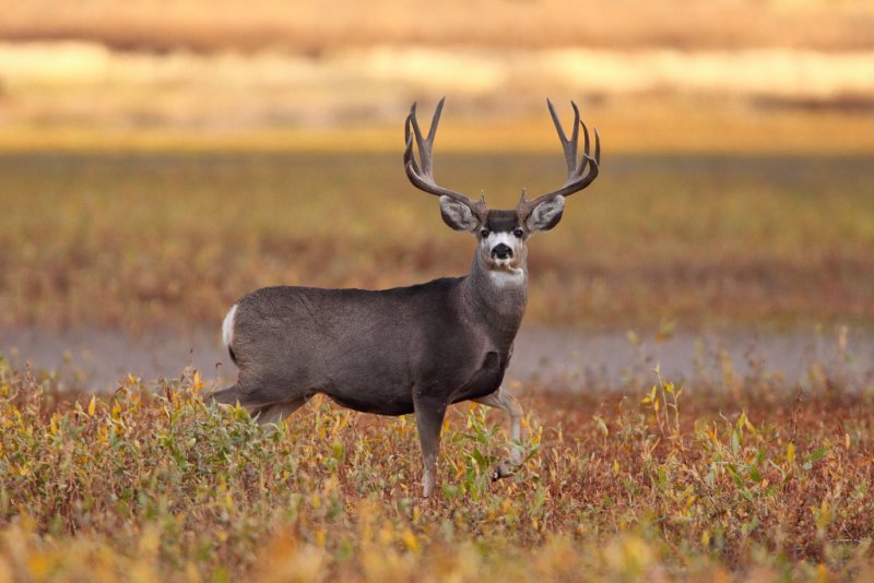 Mule Deer