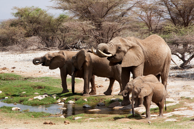 African Elephant Family.jpg