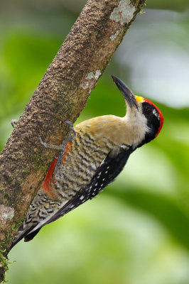 Black-cheeked Woodpecker.jpg