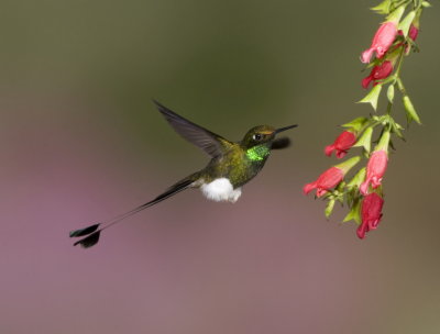 Booted Racket-tail 2.JPG