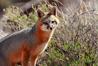 Gray Fox