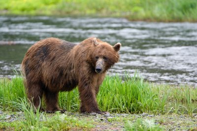 Grizzley Bear