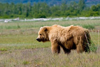 Grizzley Bear