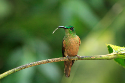 Fawn-breasted Brilliant 2.jpg