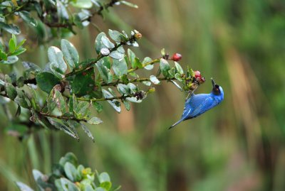 Masked Flowerpiercer.jpg