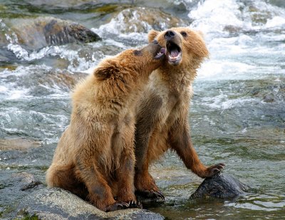 grizzley bear cubs