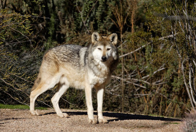 Mexican Gray Wolf captive.jpg