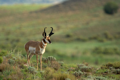 Pronghorn Antelope