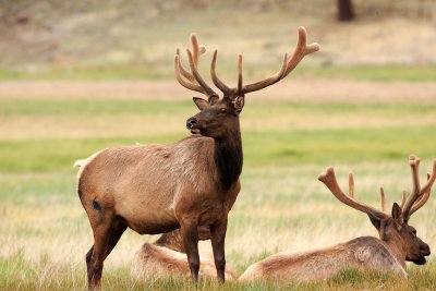 Rocky Mountain Elk