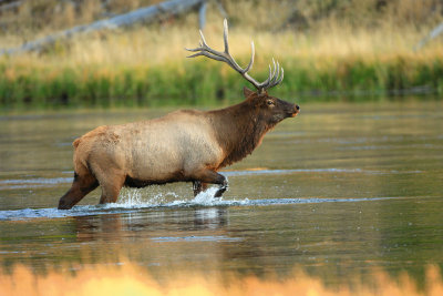 Rocky Mountain Elk