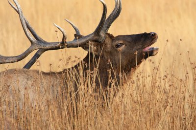 Rocky Mountain Elk